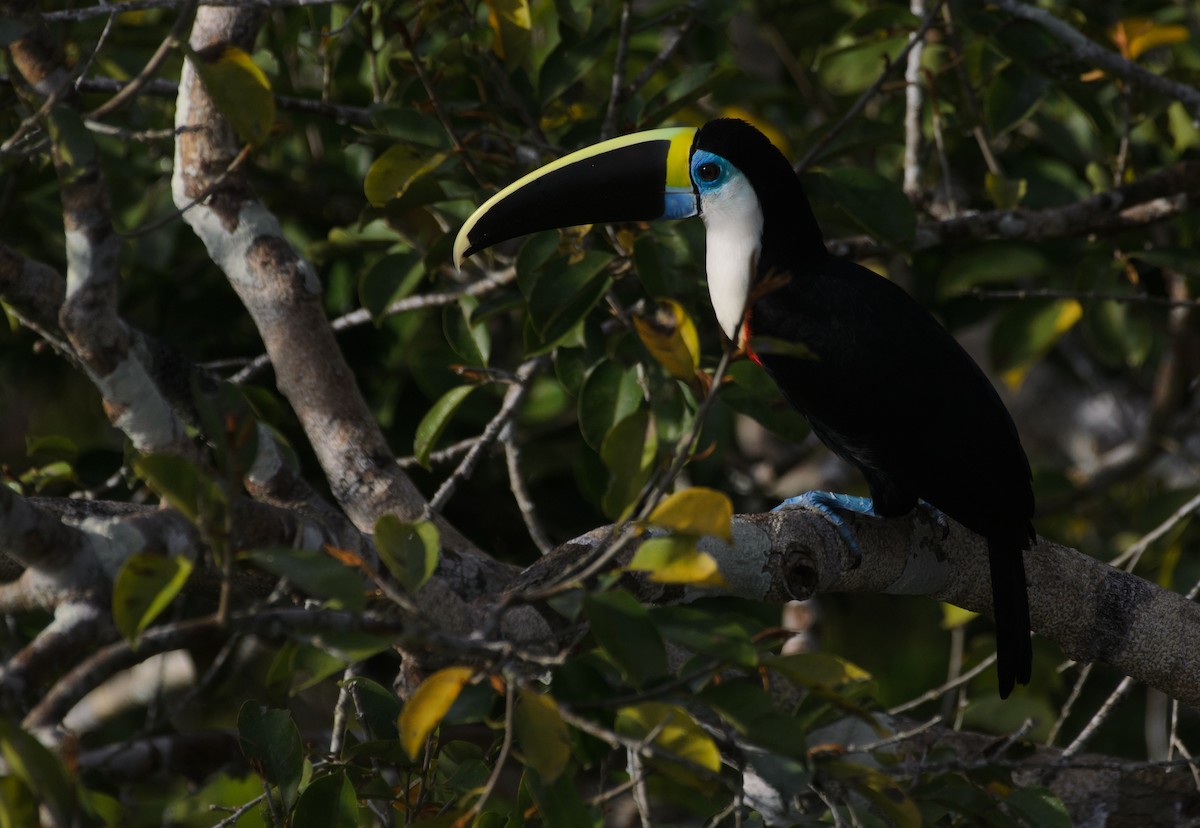 White-throated Toucan - ML641340028