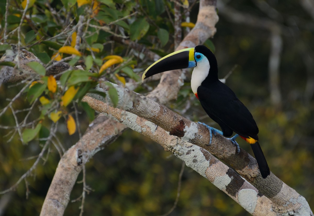 White-throated Toucan - ML641340029