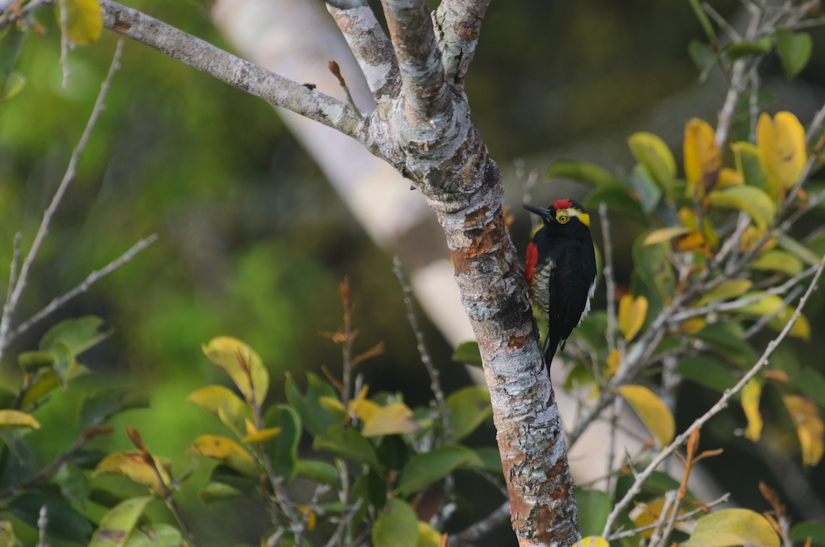 Yellow-tufted Woodpecker - ML641340032