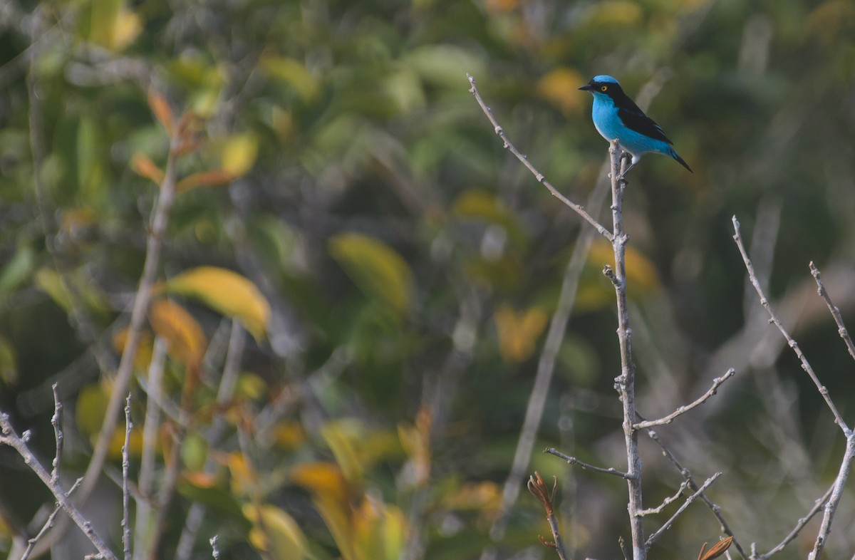 Black-faced Dacnis - ML641340039