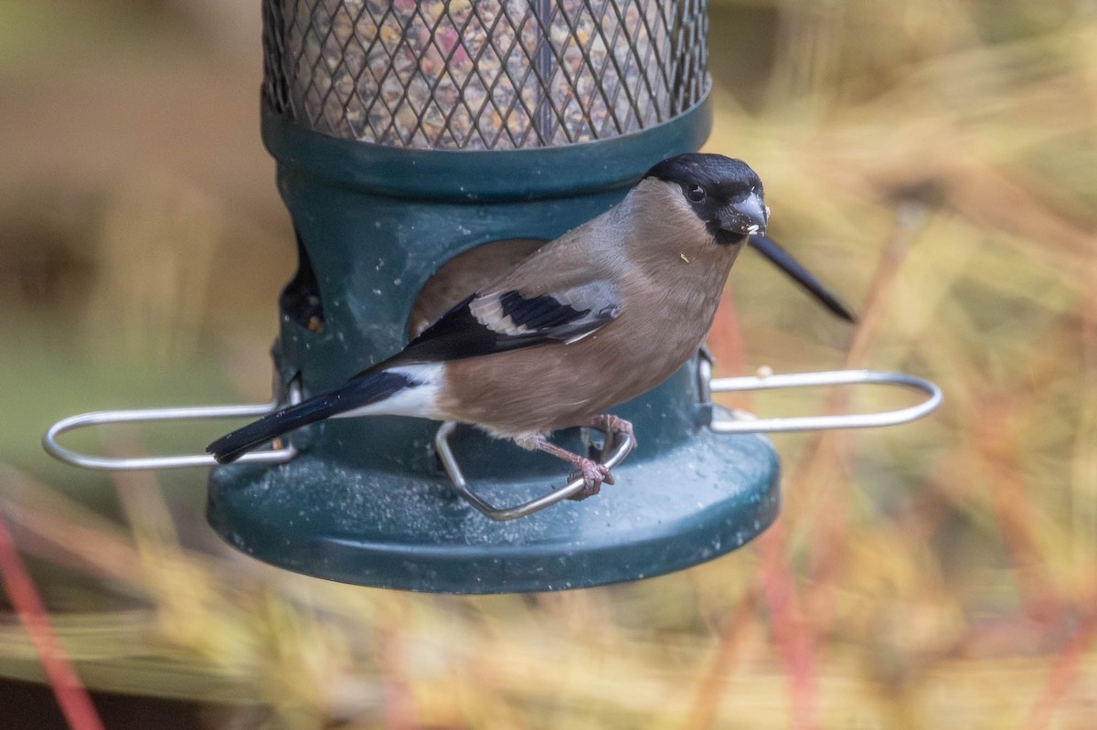 Eurasian Bullfinch (Eurasian) - ML641340099