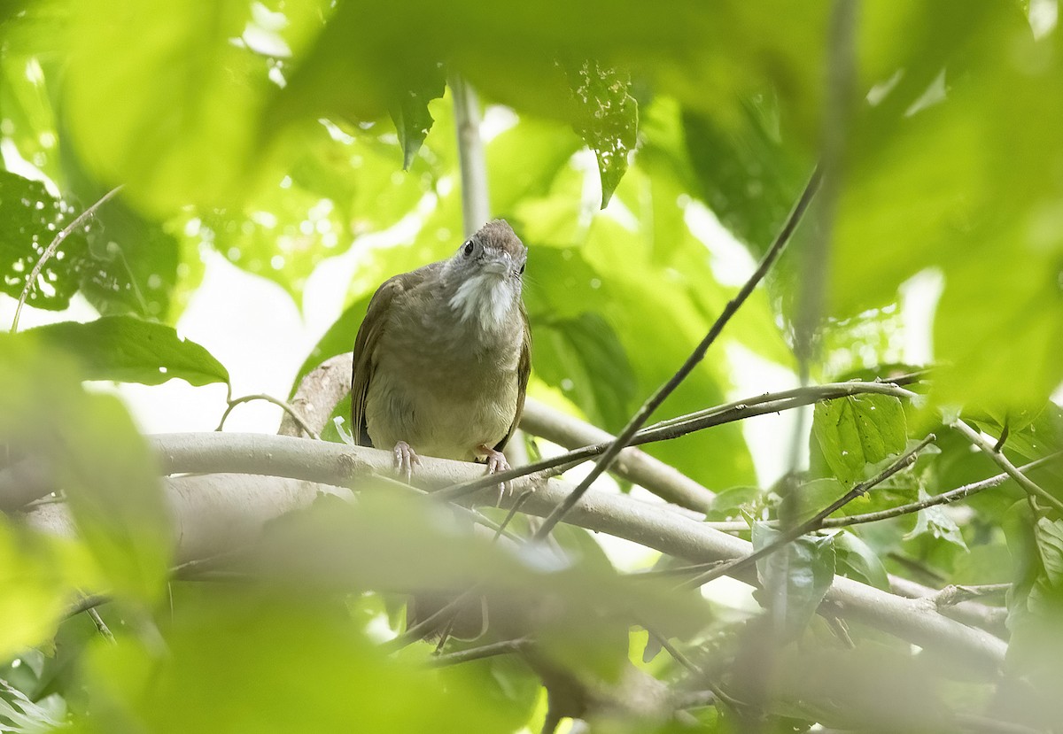Gray-cheeked Bulbul - ML641340123