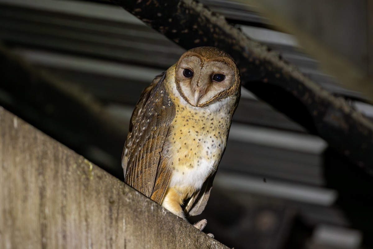 Andaman Masked-Owl - ML641340126