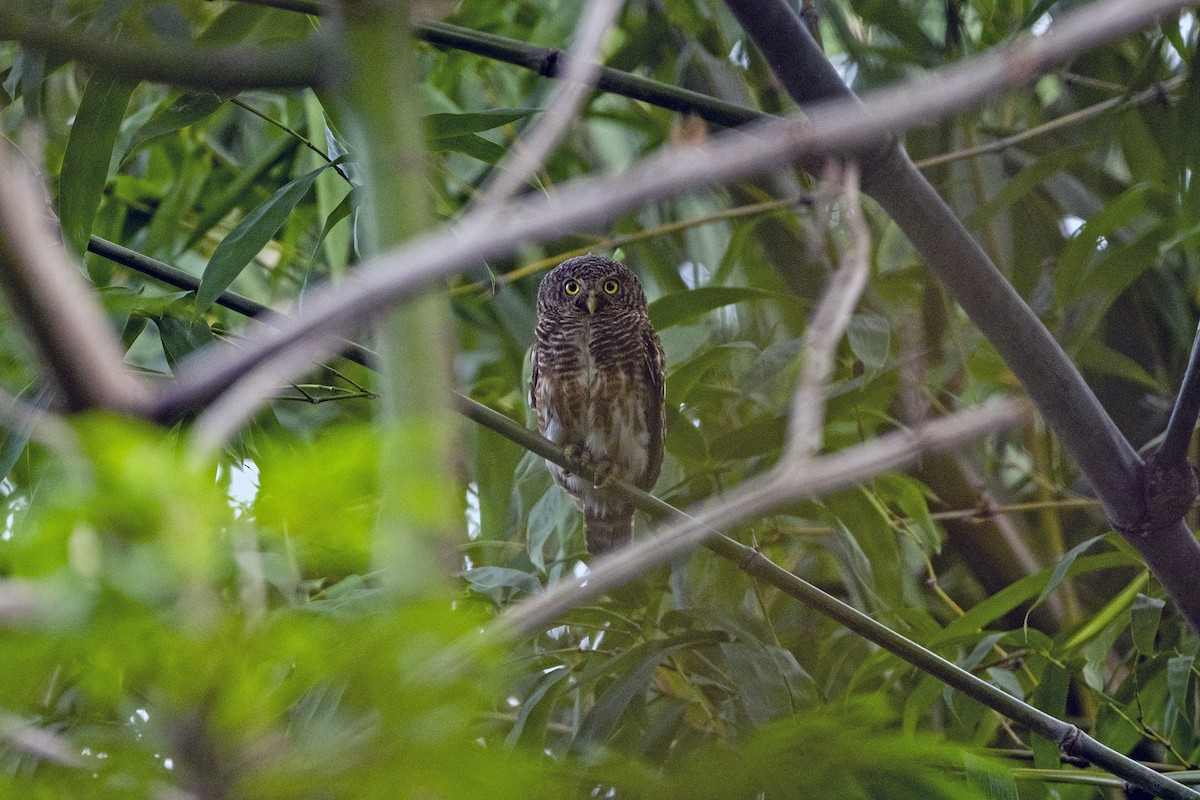 Asian Barred Owlet - ML641340158