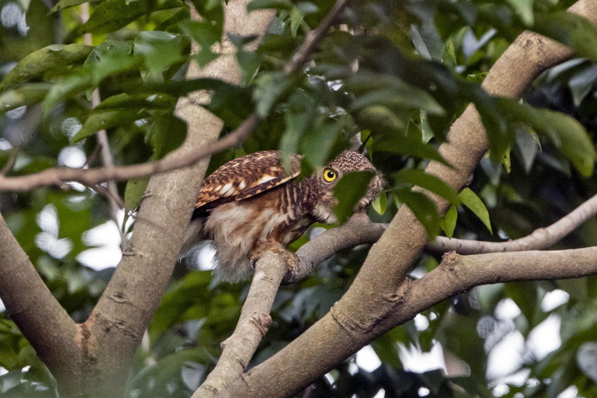 Asian Barred Owlet - ML641340166