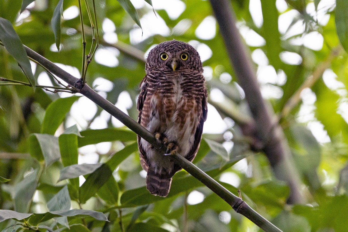 Asian Barred Owlet - ML641340175