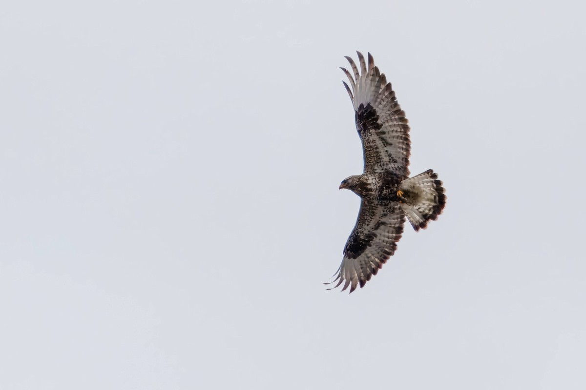 דורס יום בלתי-מזוהה (עקב) - ML641340195