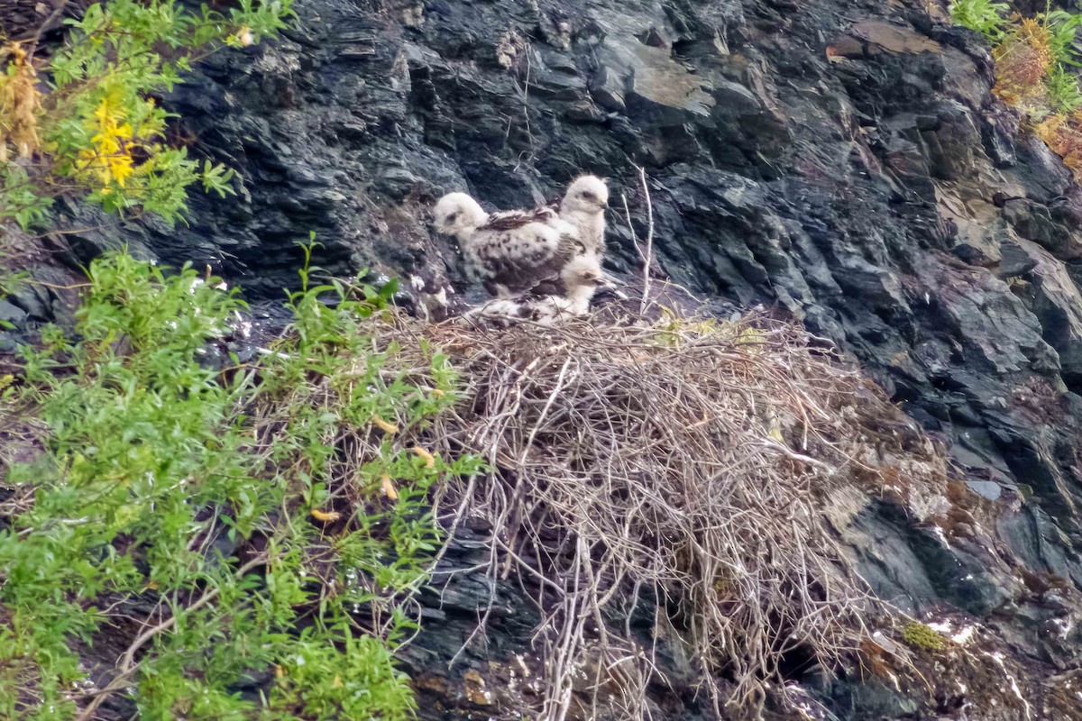 דורס יום בלתי-מזוהה (עקב) - ML641340200