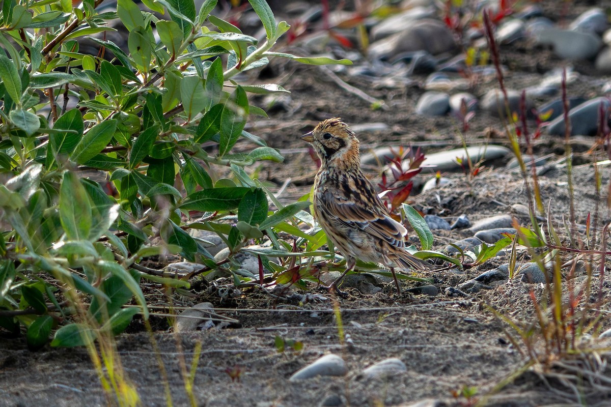 Lapland Longspur - ML641340239