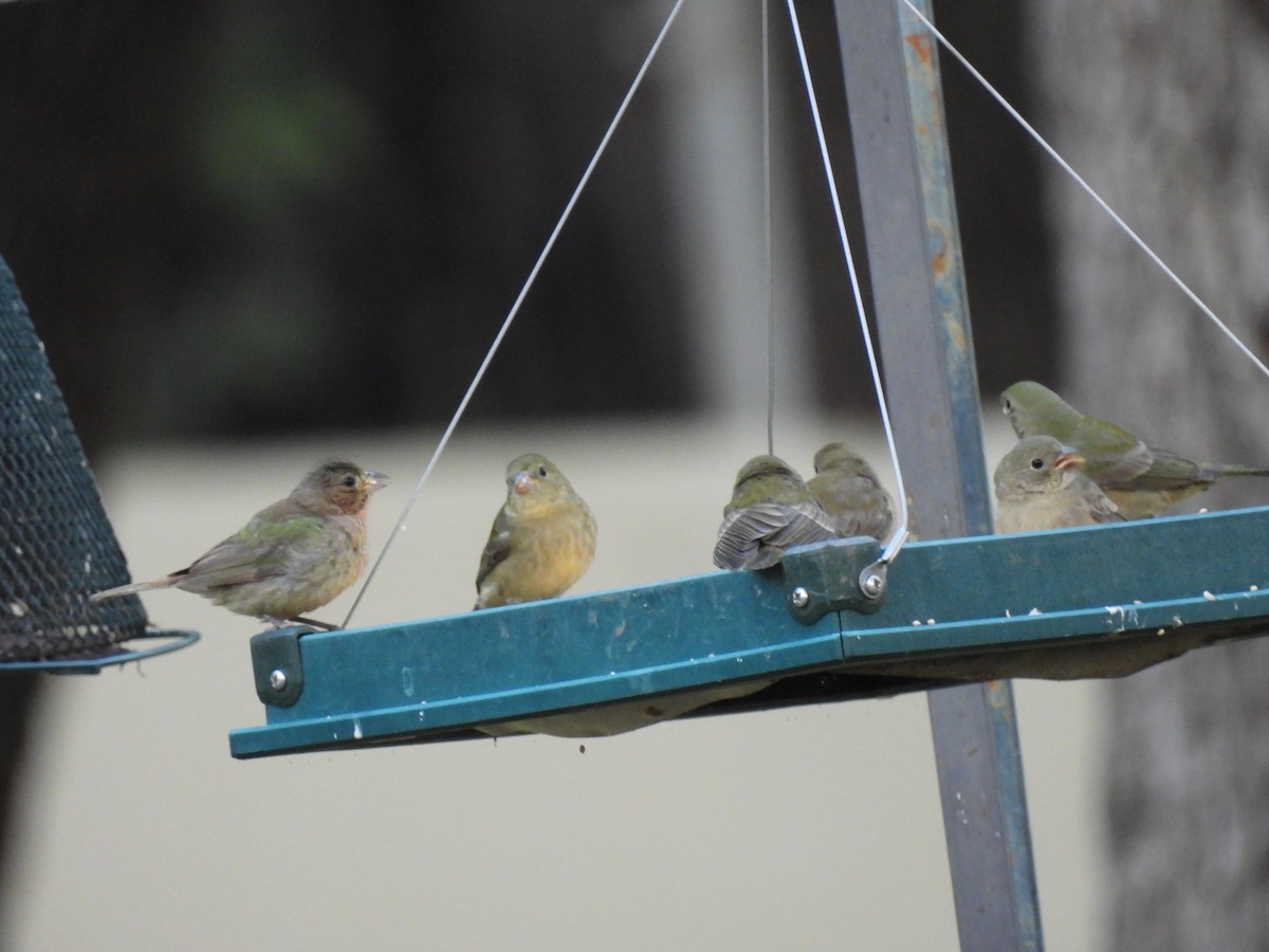 Painted Bunting - ML641340276