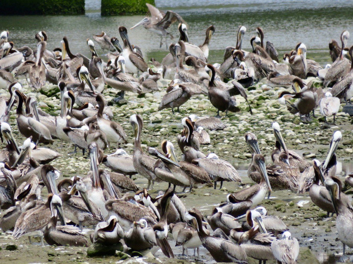 Brown Pelican - ML641340292