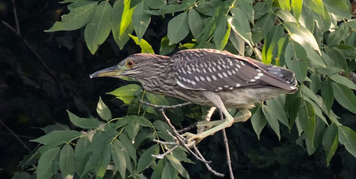 Black-crowned Night Heron - ML641340297