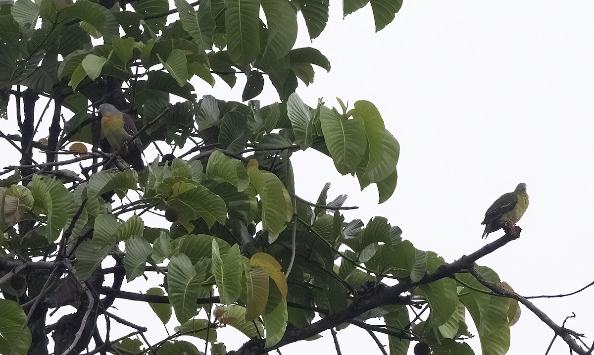 Little Green-Pigeon - ML641340301