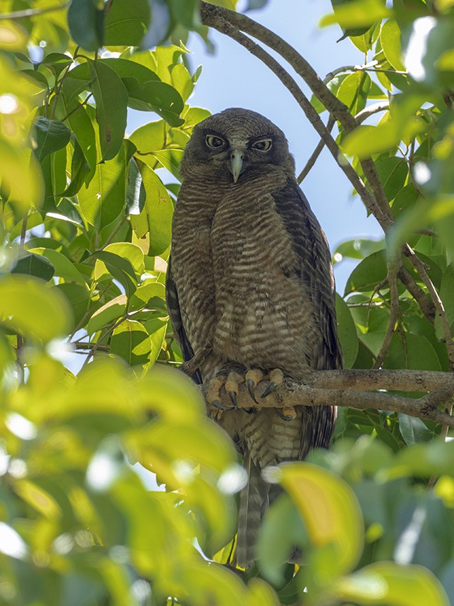 Rufous Owl - ML641340309