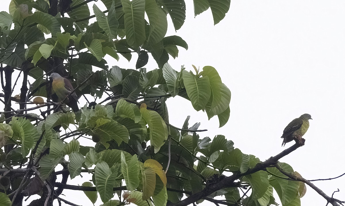 Little Green-Pigeon - ML641340311