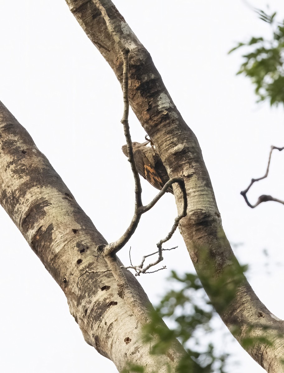 Orange-backed Woodpecker - ML641340338