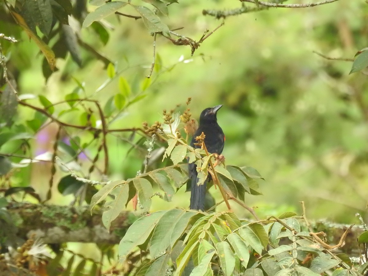 Red-bellied Grackle - ML641340339