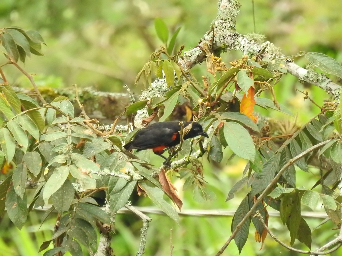 Red-bellied Grackle - ML641340340
