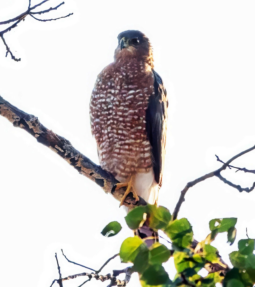 Cooper's Hawk - ML641340353