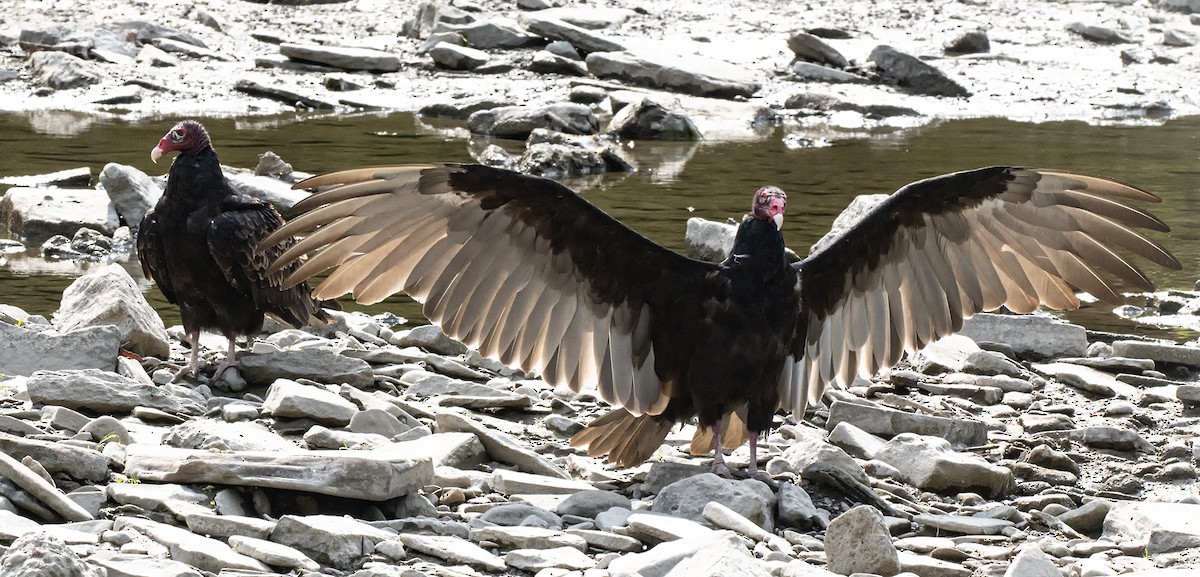 Turkey Vulture - ML641340369