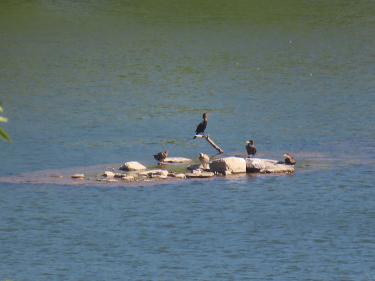 Cormoran à aigrettes - ML641340381