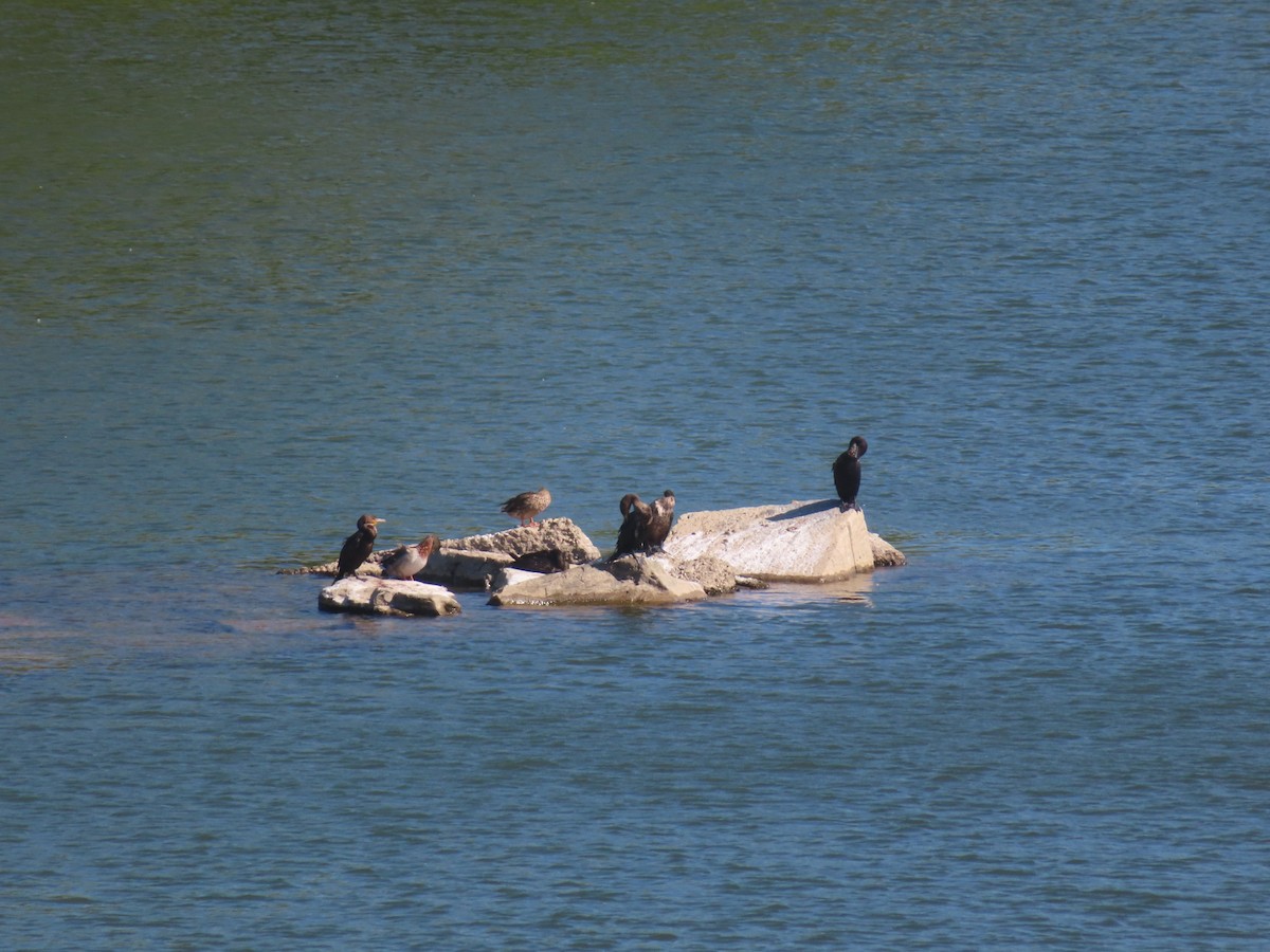 Cormoran à aigrettes - ML641340382