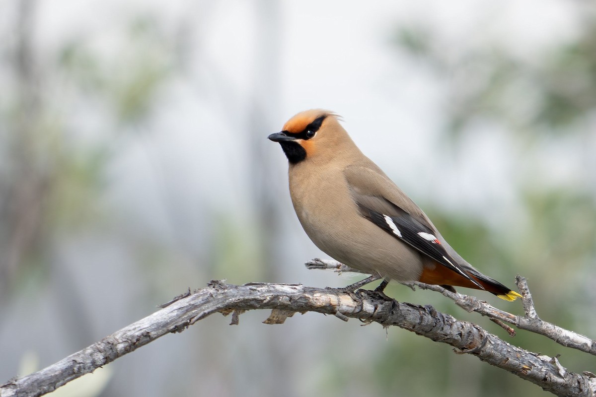 Bohemian Waxwing - ML641340406