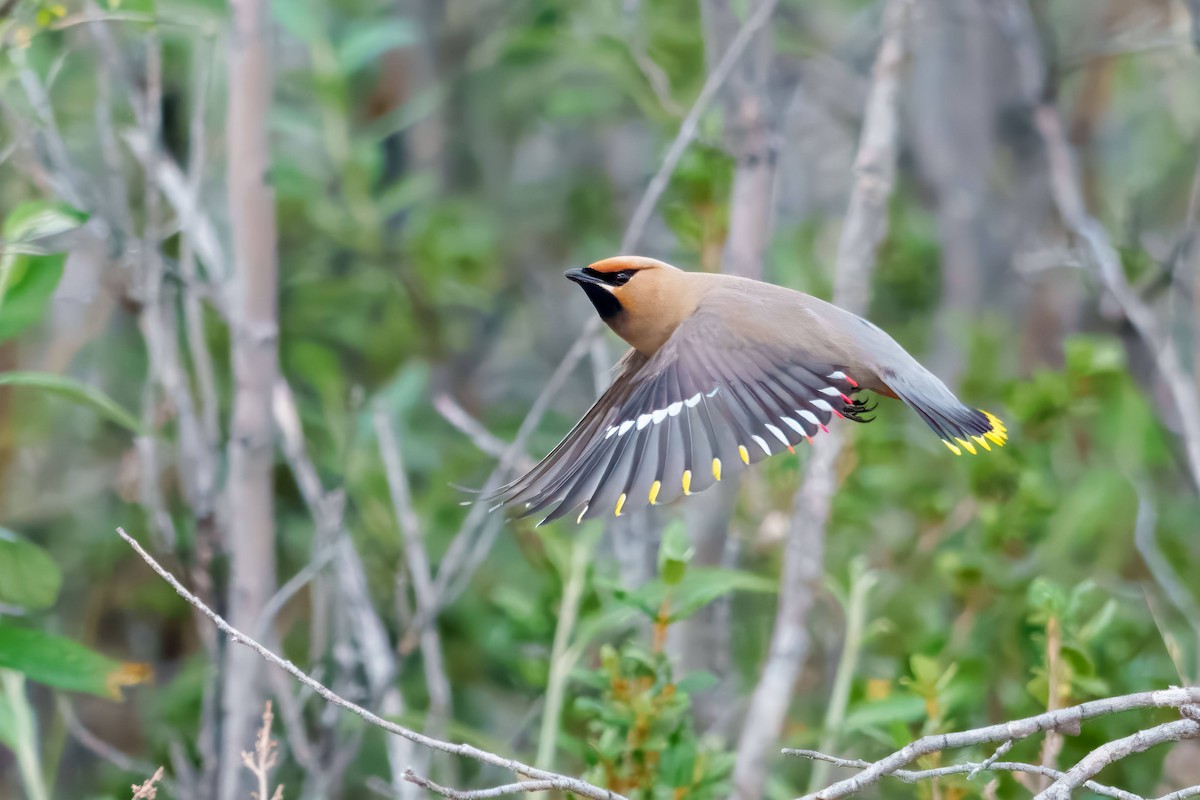 Bohemian Waxwing - ML641340437