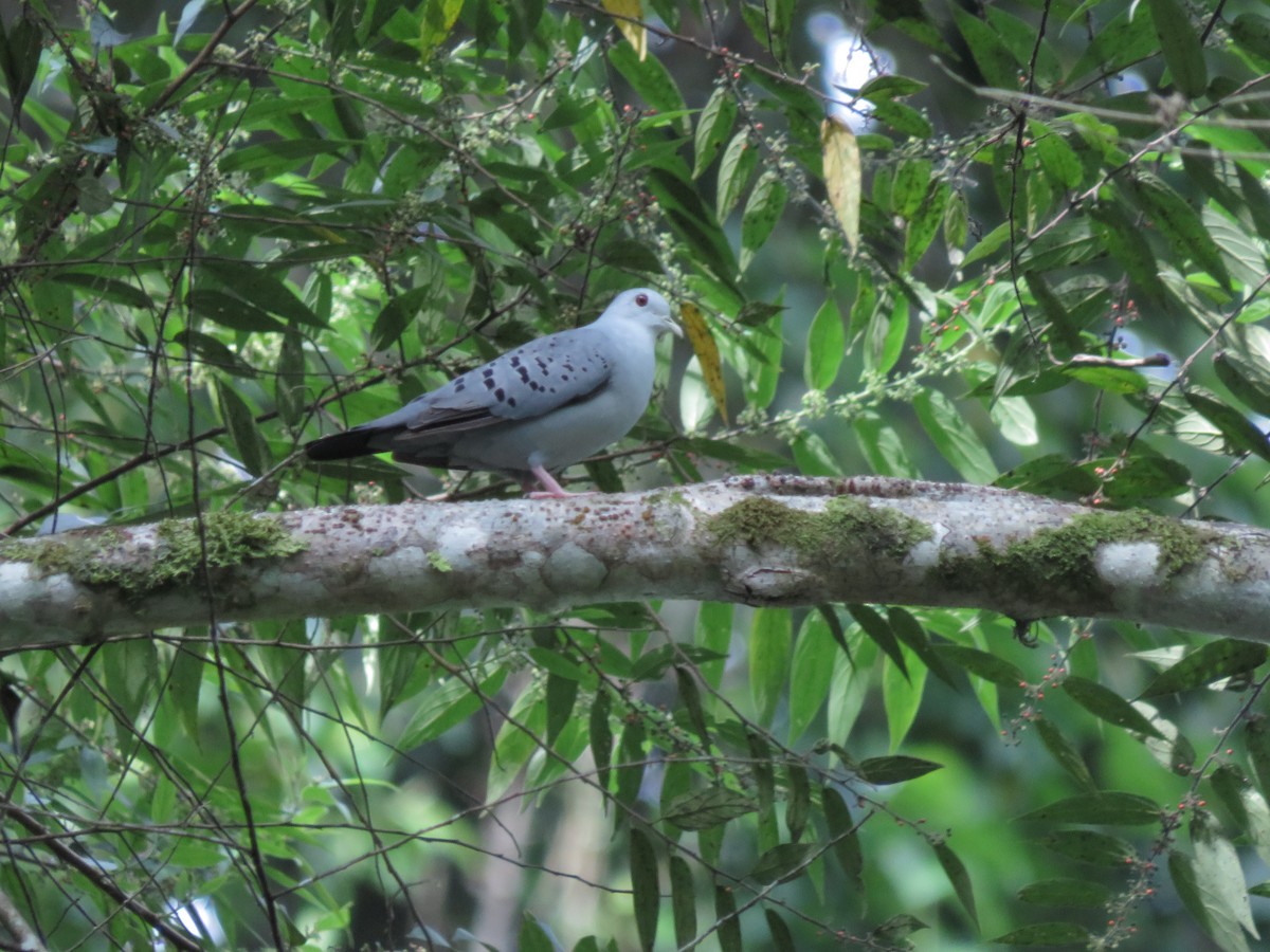 Blue Ground Dove - ML641340469