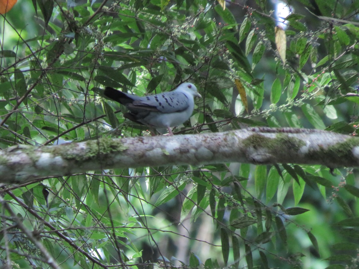 Blue Ground Dove - ML641340470