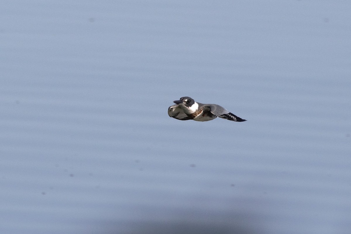Belted Kingfisher - ML641340478
