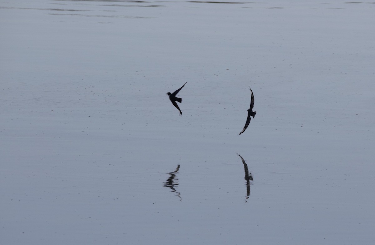 Belted Kingfisher - ML641340479