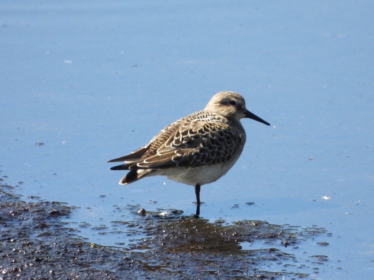 Baird's Sandpiper - ML641340483