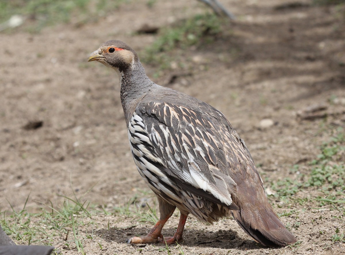 Tibetan Snowcock - ML641340491
