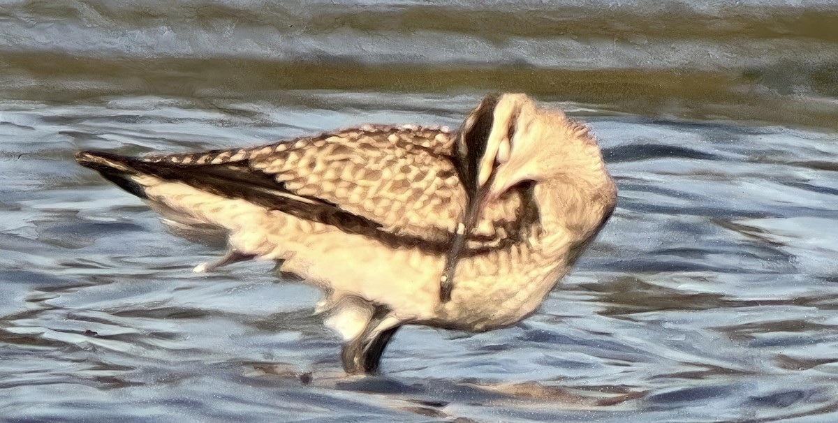Whimbrel (Hudsonian) - ML641340508