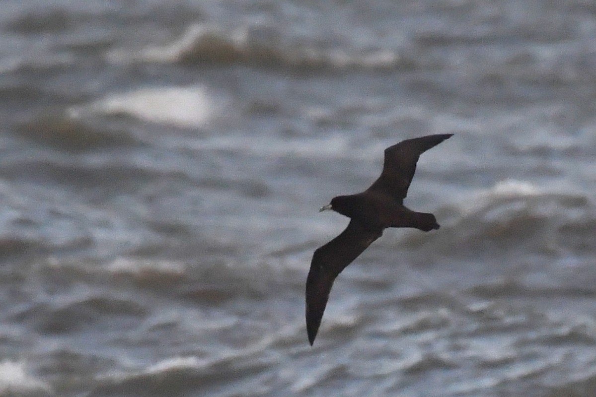 White-chinned Petrel - ML641340519
