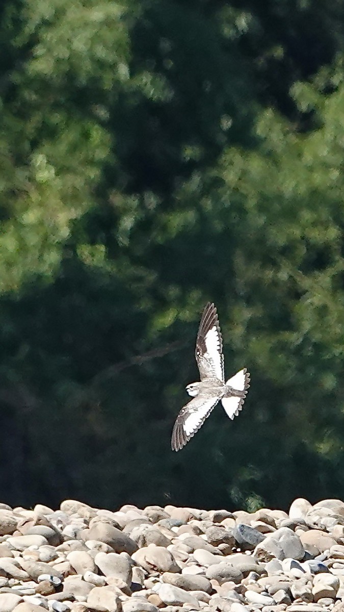 Sand-colored Nighthawk - ML641340546