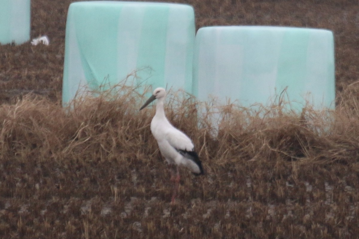 Schwarzschnabelstorch - ML641340559
