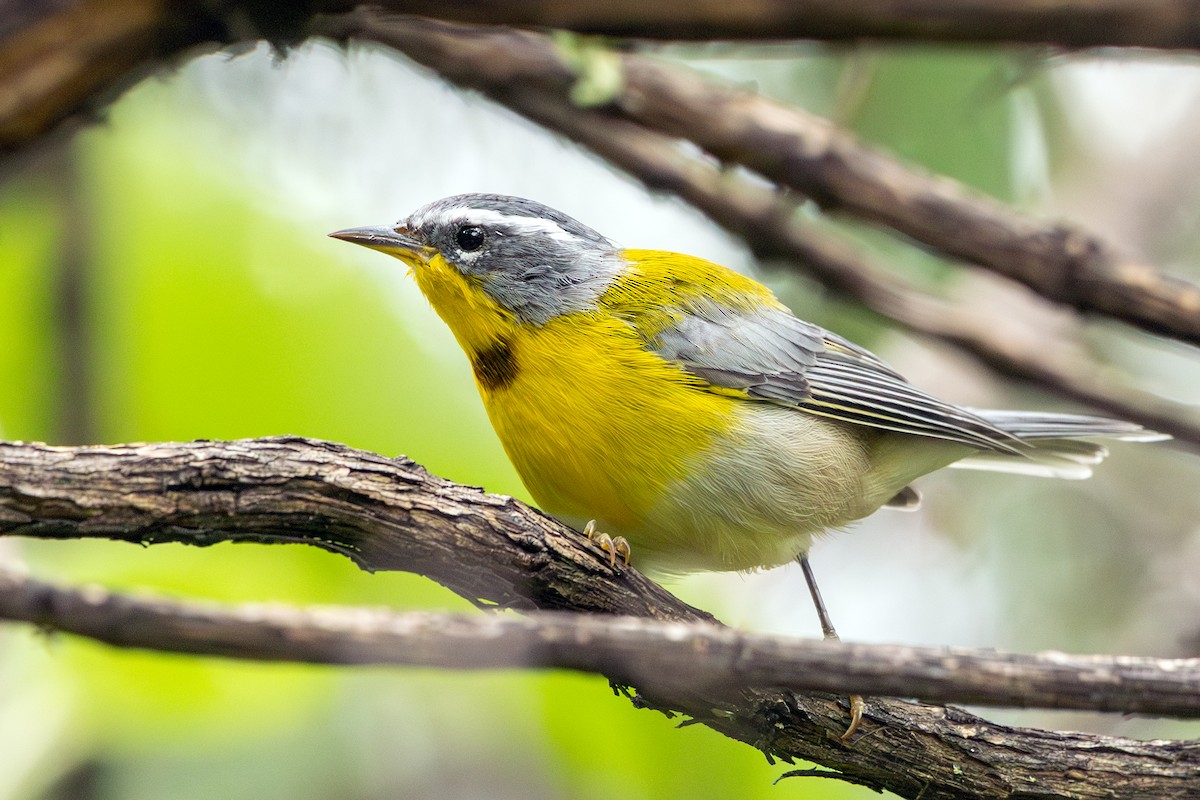 halvmåneparula - ML641340577