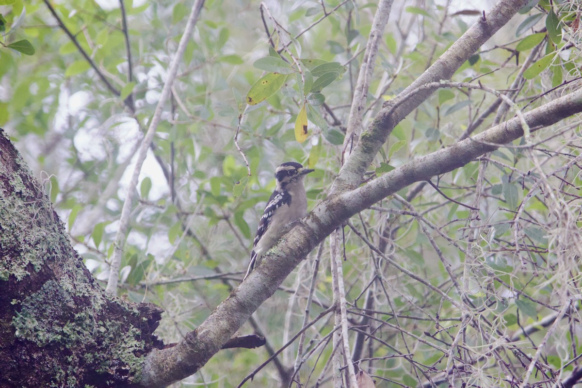 Downy Woodpecker - ML641340595