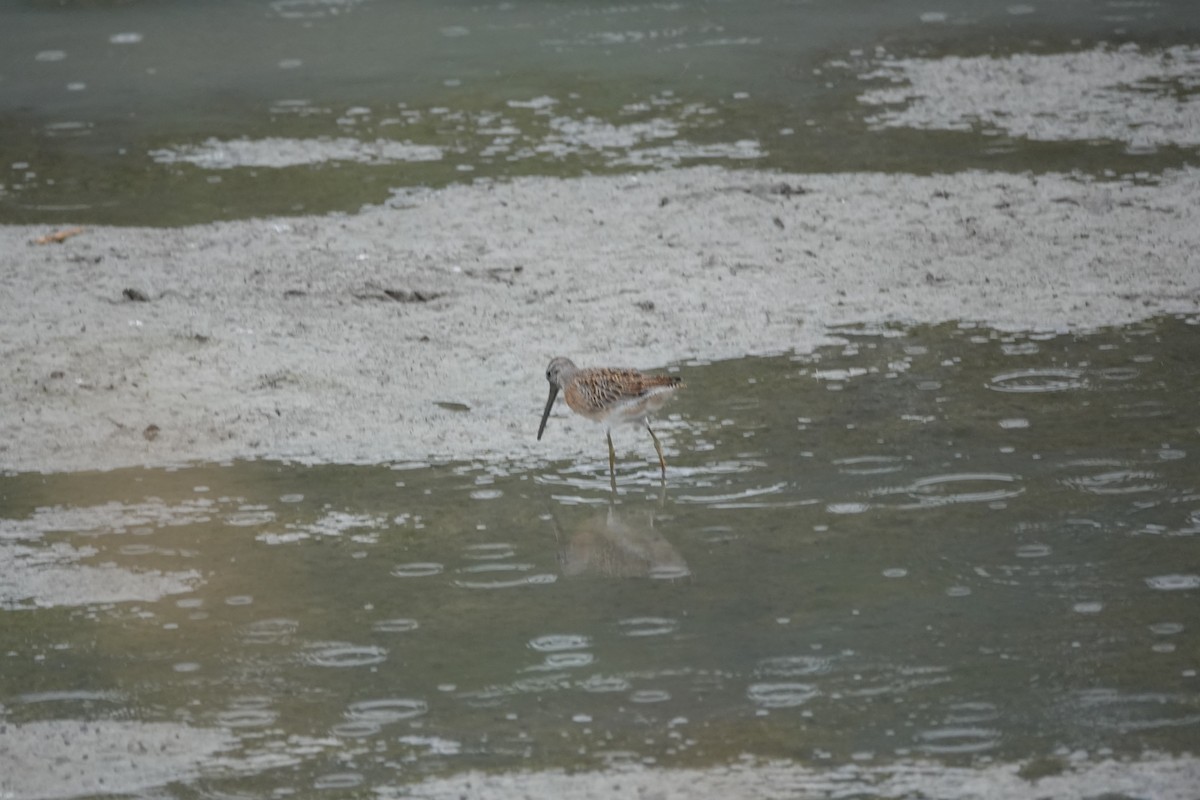Short-billed Dowitcher - ML641340608