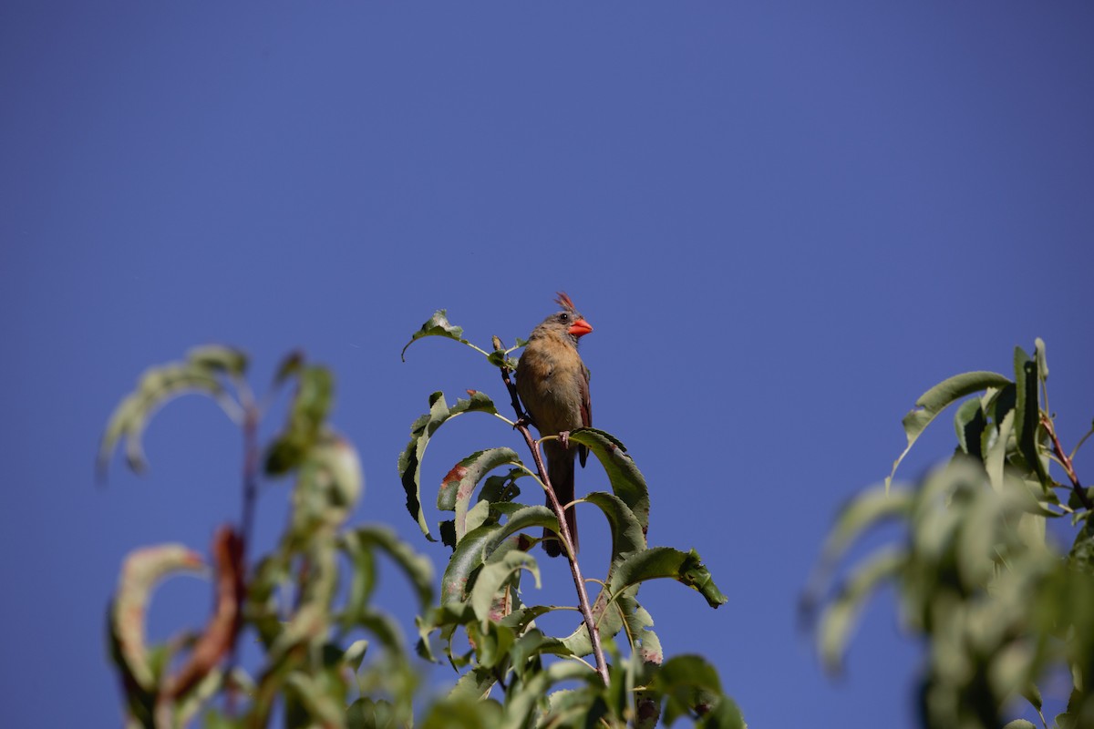 Northern Cardinal - ML641340611