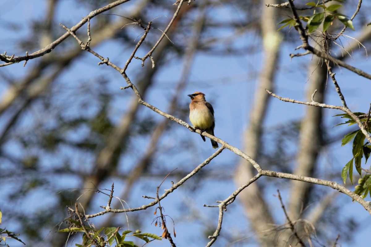 Cedar Waxwing - ML641340623