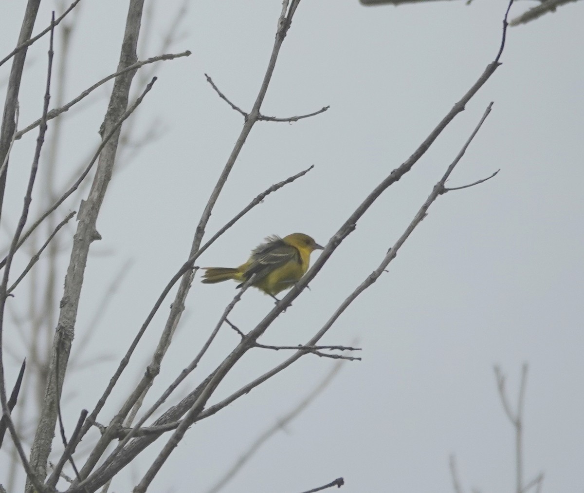 Orchard Oriole - ML641340636