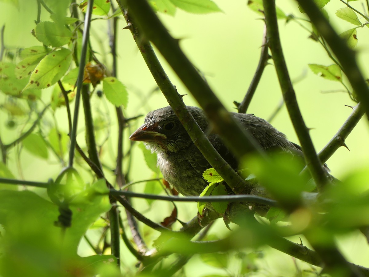 Brown-headed Cowbird - ML641340638