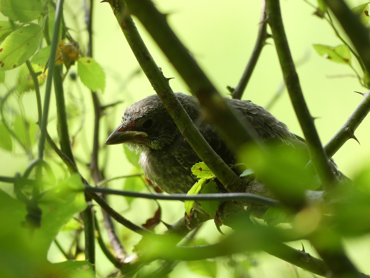 Brown-headed Cowbird - ML641340639