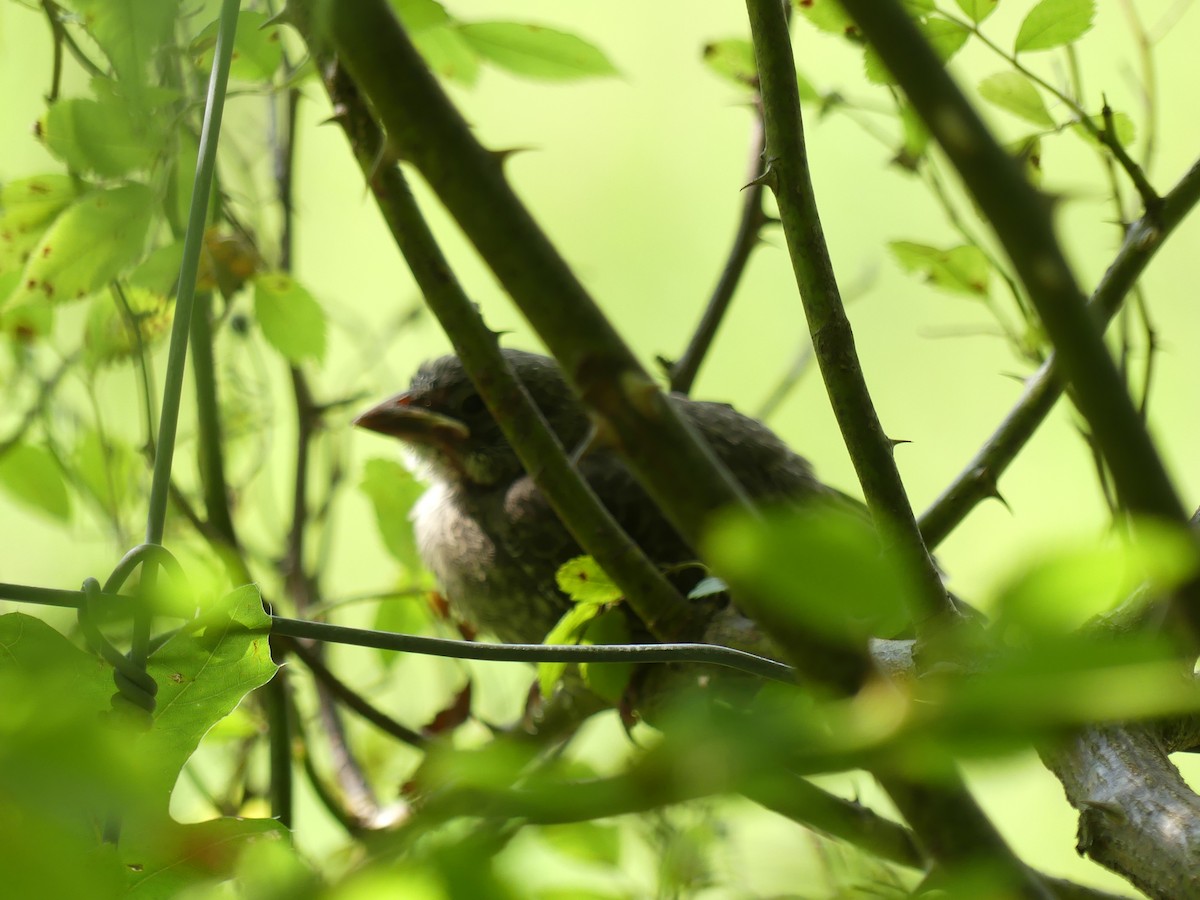 Brown-headed Cowbird - ML641340640