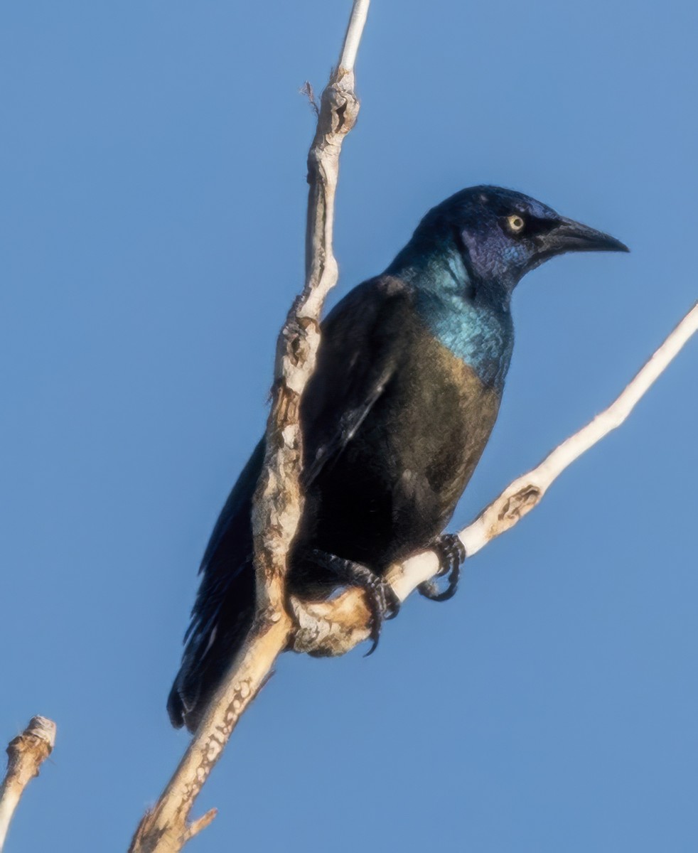 Common Grackle - ML641340662