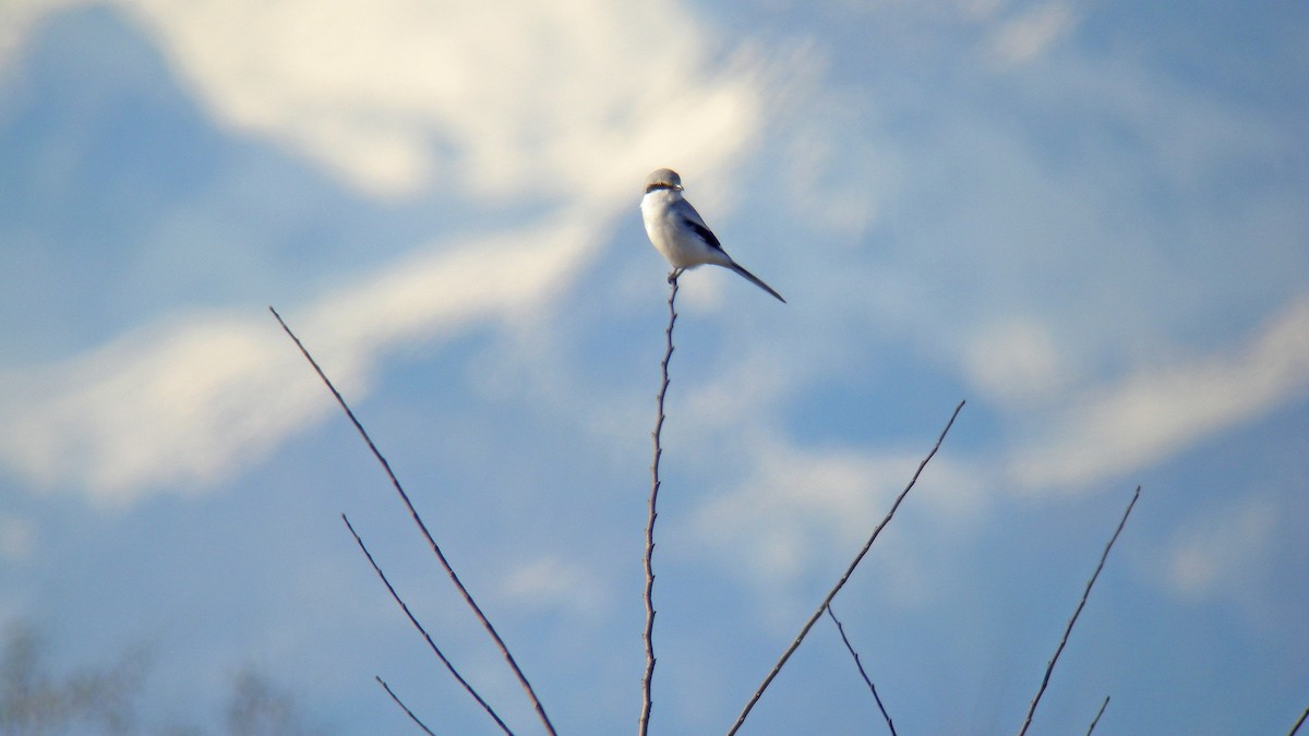 Great Gray Shrike - ML641340674