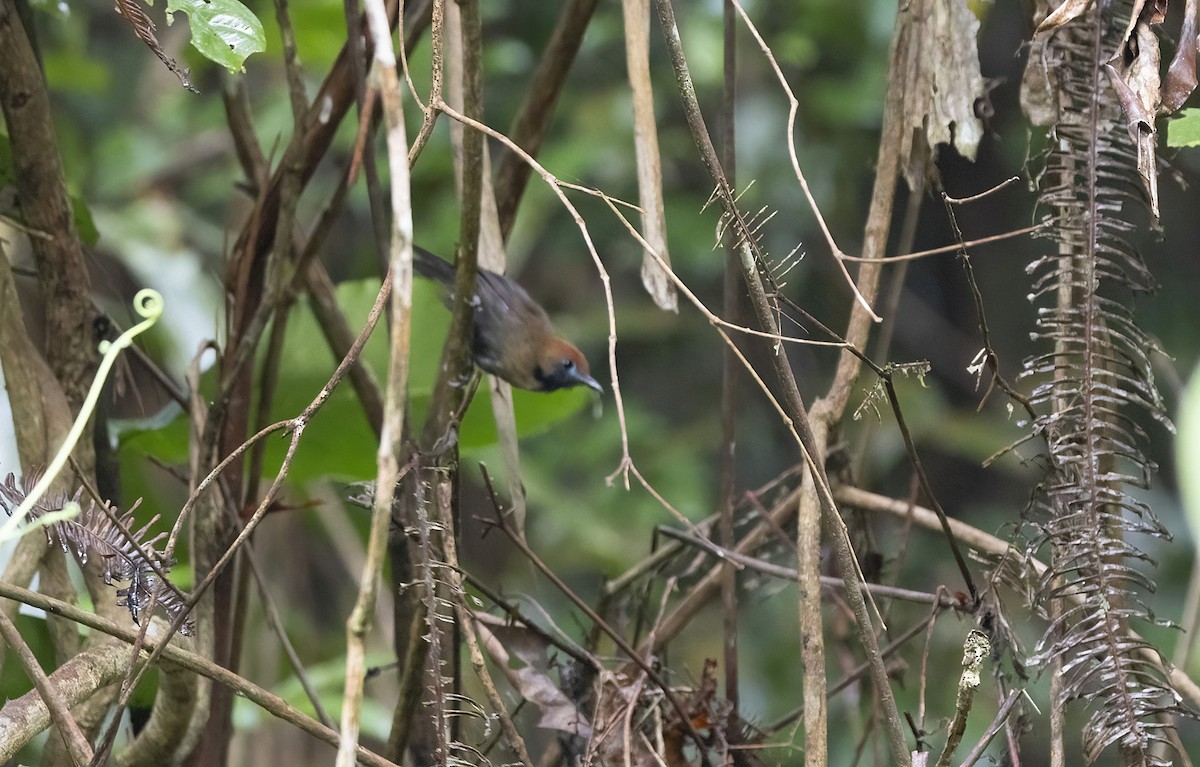 Fluffy-backed Tit-Babbler - ML641340685